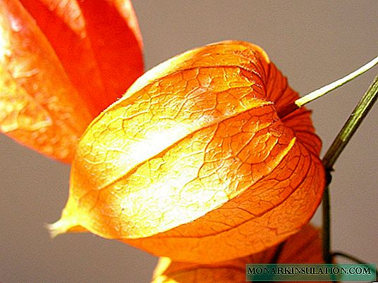 Physalis - Kineski Fenjer Sa Tajnom