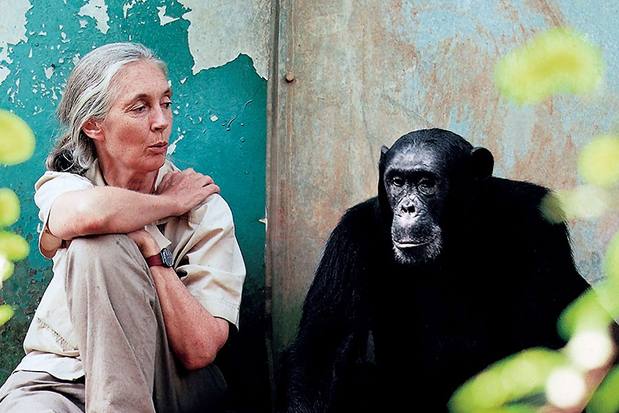 Jane Goodall