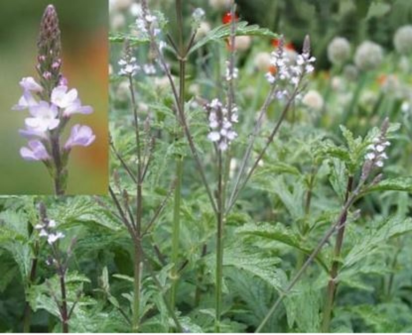 PRIRODNA MEDICINA - VERBENA