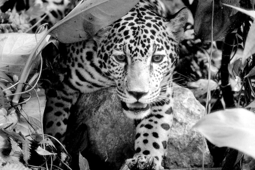 Jaguar – gospodar džungle