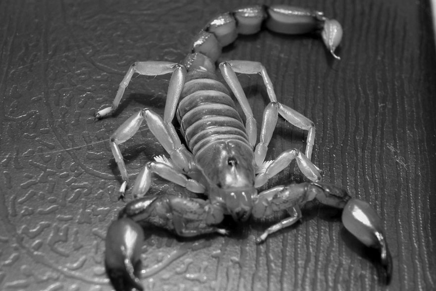 Ta divna stvorenja – škorpion ili štipavac