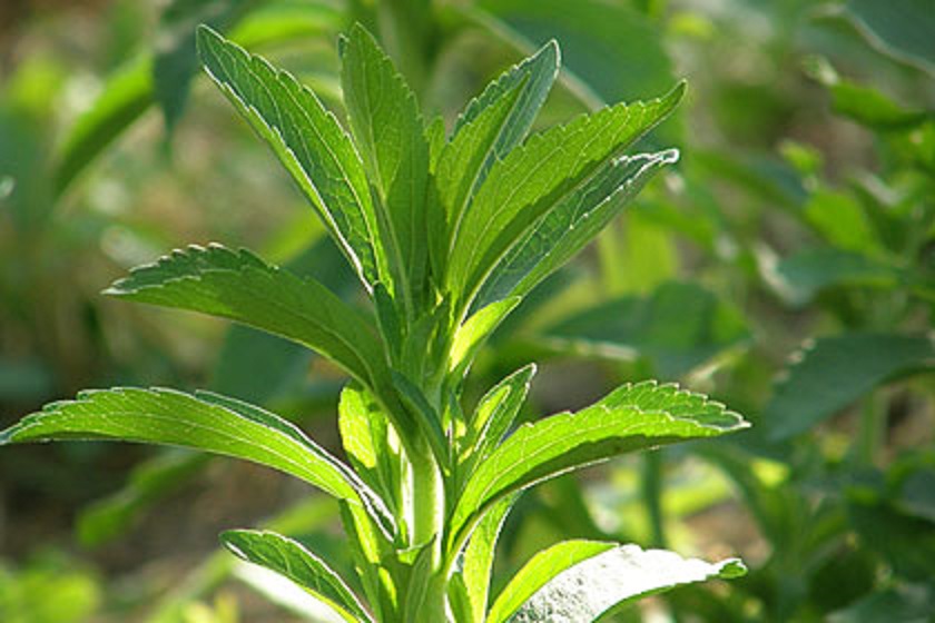 Stevia, najslađa biljka