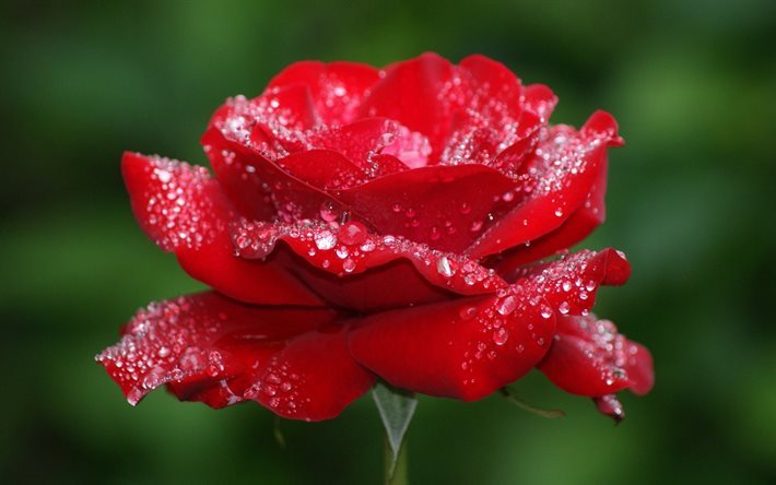 Besplatno tumačenje snova - Turmalino (Ruža... Rosa... Miris... Miriše 2021.)