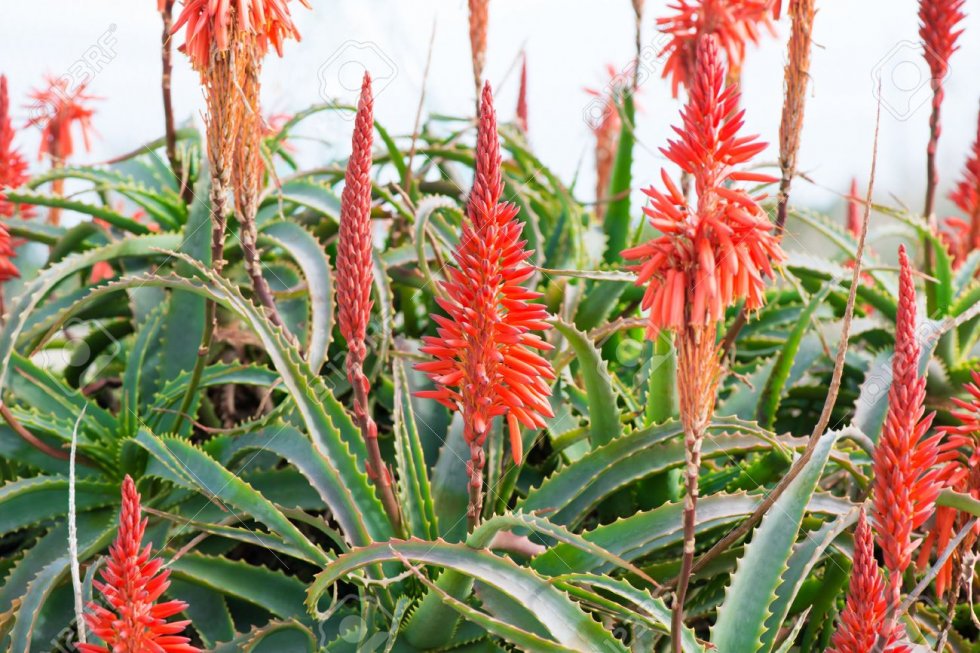 Aloe vera - lat. Aloe vera L.