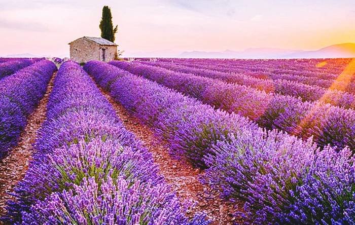 LAVANDA