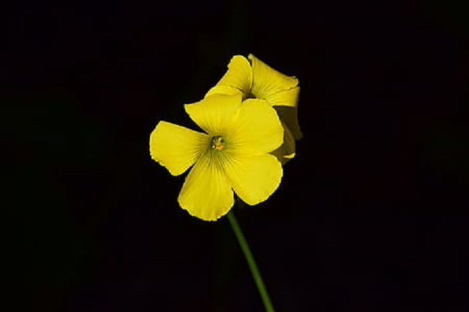 POUČNE PRIČE - Mali žuti cvijet