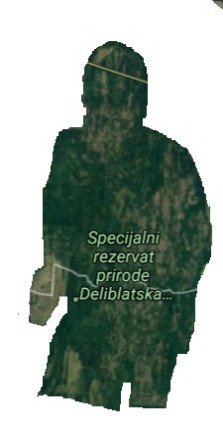 Div u Deliblatskoj peščari