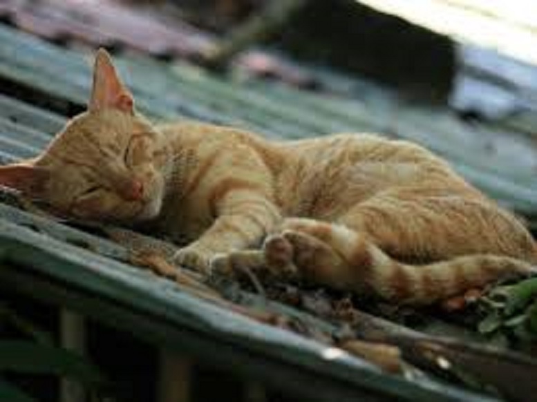 mačka se s vrućeg  limenog krova vraća umorna -  kao pas...)