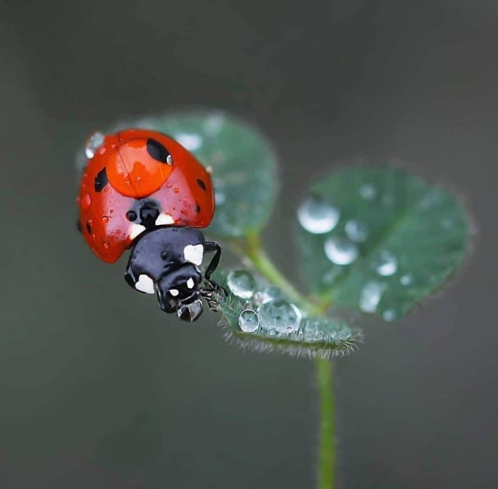 Sitnice meni znače 🌸🐞