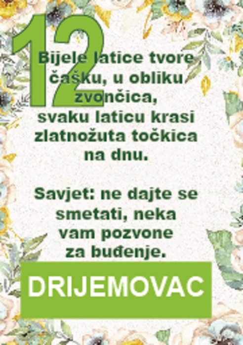 Drijemovac, otrovni i lijepi proljetni zvončići...