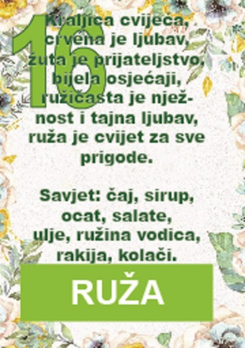 Lijepa, mirisna i ljekovita kraljica cvijeća...