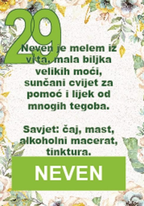 Neven je vjerojatno najpopularniji ljekoviti cvijet na svijetu...