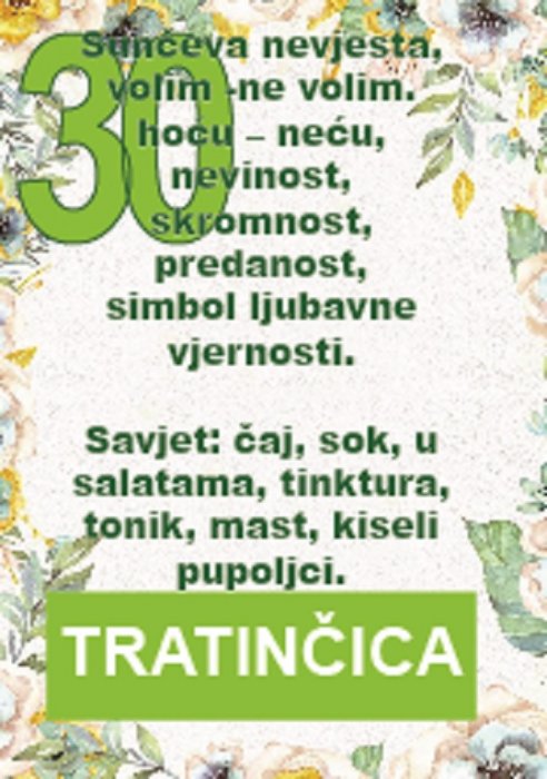 Svaka latica tratinčice skriva po jednu ljubavnu tajnu...