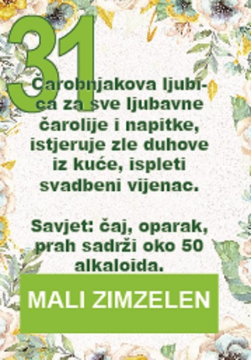 Nekada je mali zimzelen bio nezamjenjiv u svadbenim običajima...