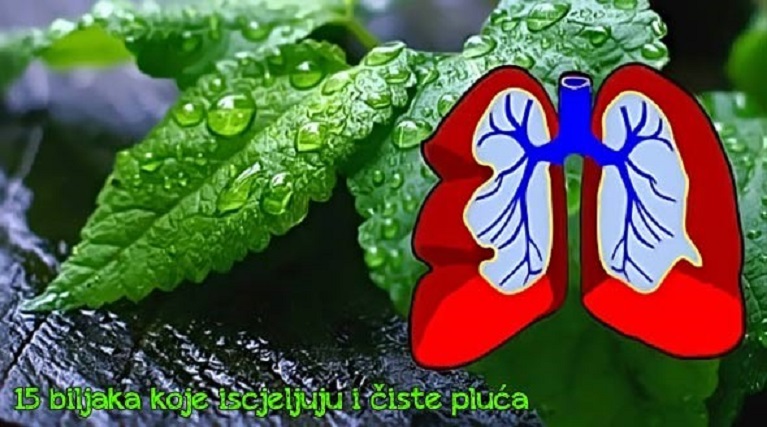 ZABORAVITE NA LJEKARNU: 15 biljaka koje iscjeljuju i čiste pluća, liječe astmu, kašalj, bronhitis …