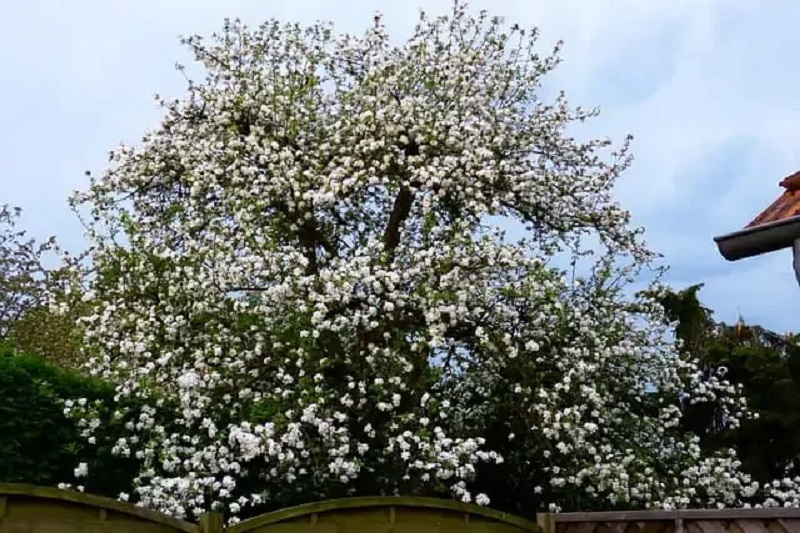 Kako uzgajati stablo jabuke: njega, vrste i savjeti za uzgoj