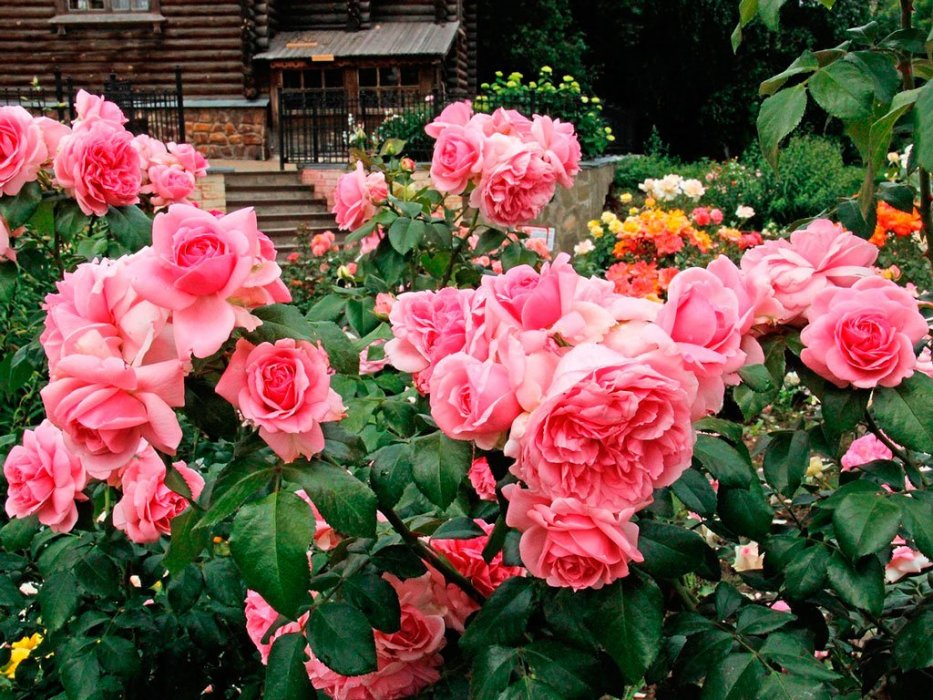  Ruže Floribunde