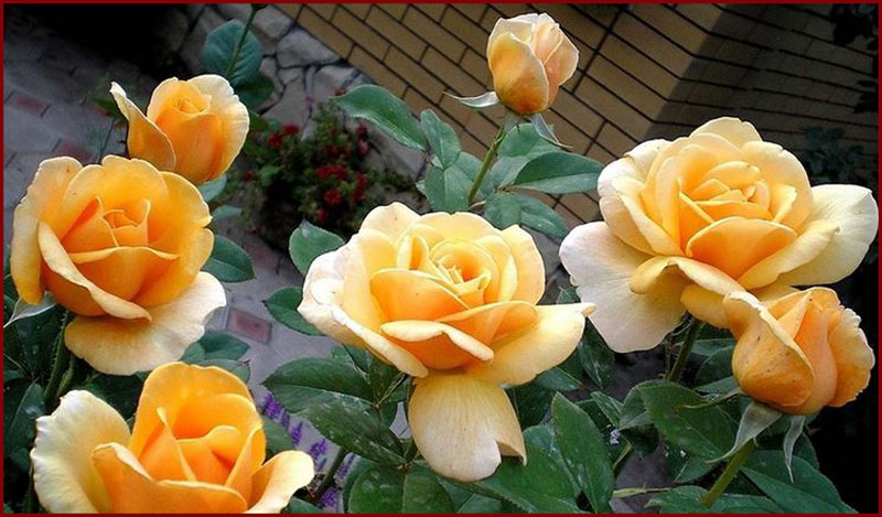 Hibridne ruže čajevke