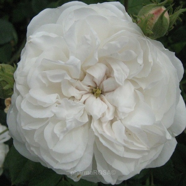Alba – bijele ruže