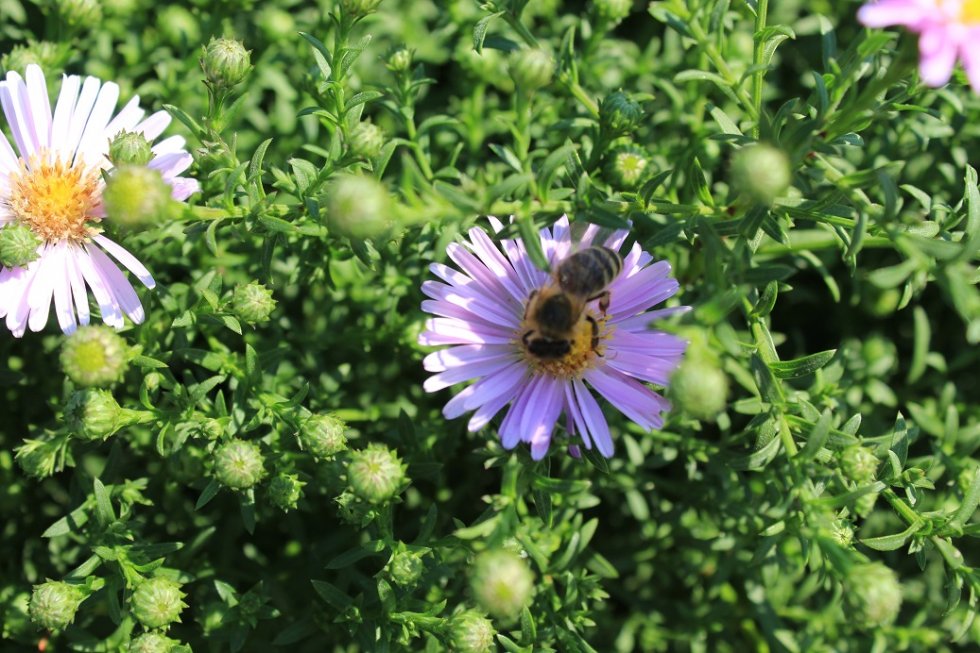 RADIONICA IZRADE APIKOZMETIKE