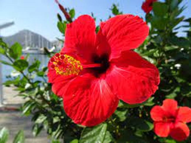 Hibiskus