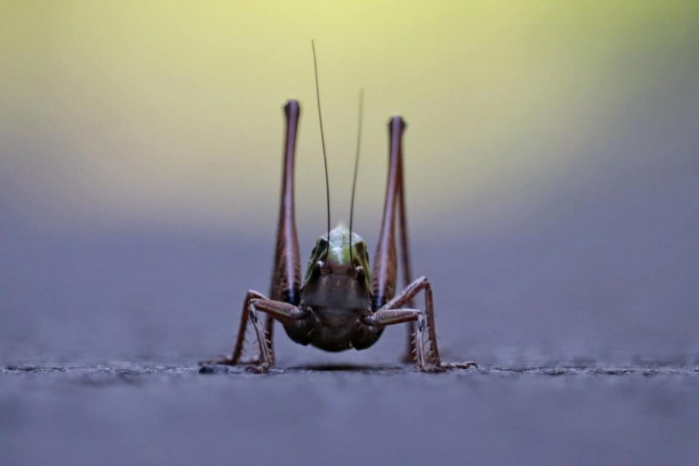 Entomofagija: Insekti (kukci) kao namirnica budućnosti