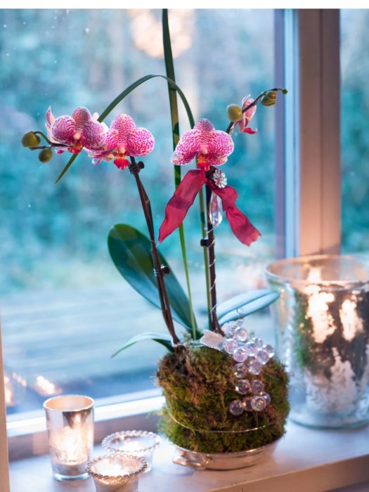 Sve o orhidejama - kako izliječiti orhideju