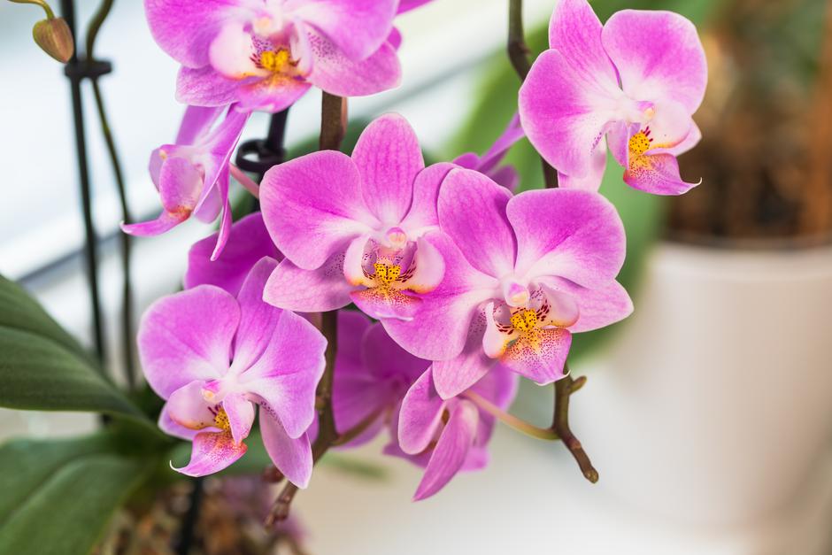 Sve o orhidejama - naranča pospješuje cvjetanje