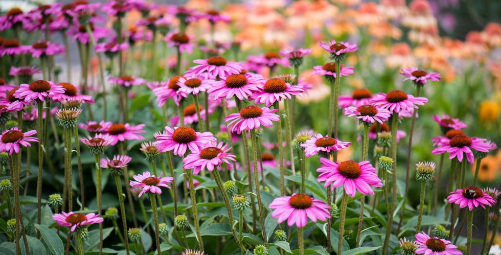 ECHINACEA