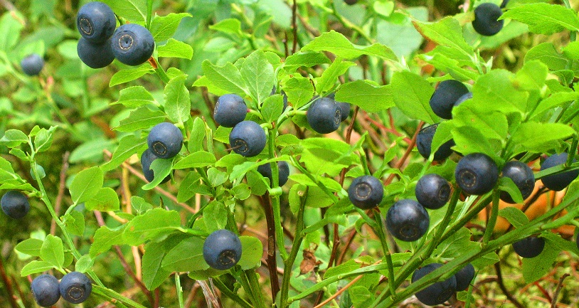 Obična Borovnica – Vaccinum myrtillus L