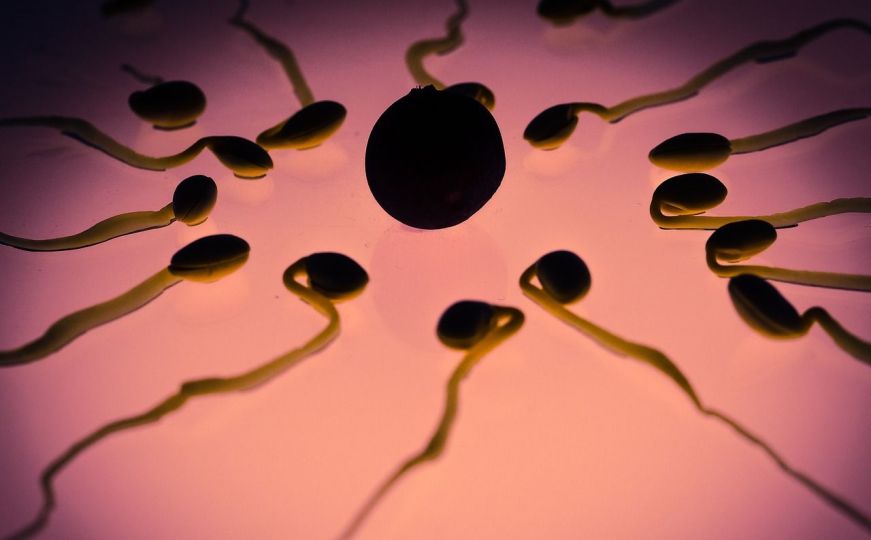 Naučnici stvorili sintetičke embrije bez korištenja spreme i jajašca
