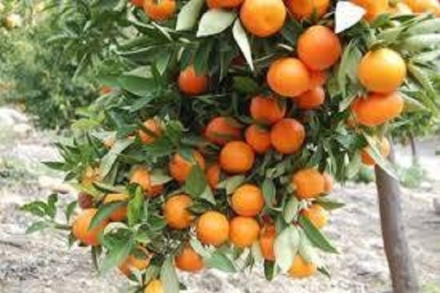MANDARINE (mandarinke)