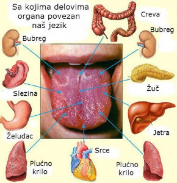 JEZIK - organ okusa i kušanja