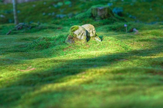 Kameni um /zen priča/