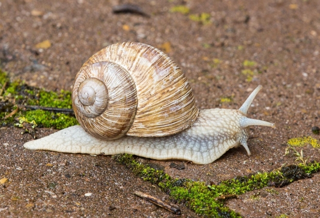 PUŽEVI SE BOJE OVE BILJKE