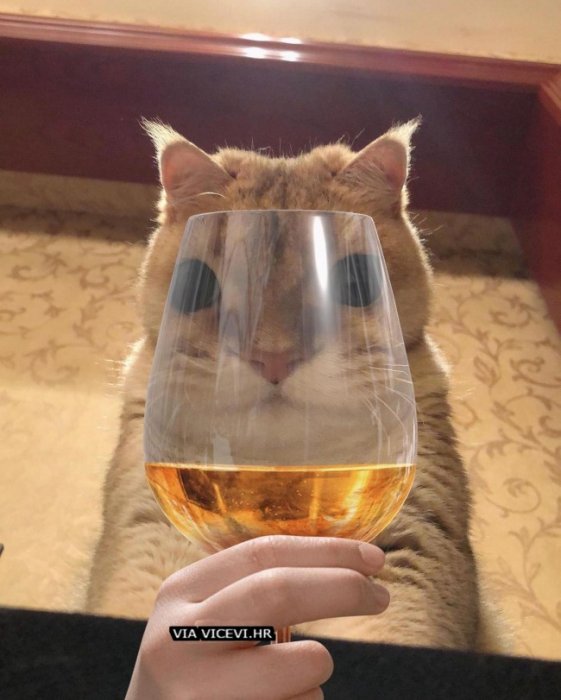 FOTELJA GOSTA UREDNIKA