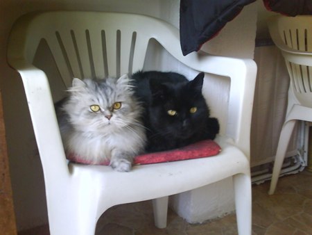 Yin i Yang