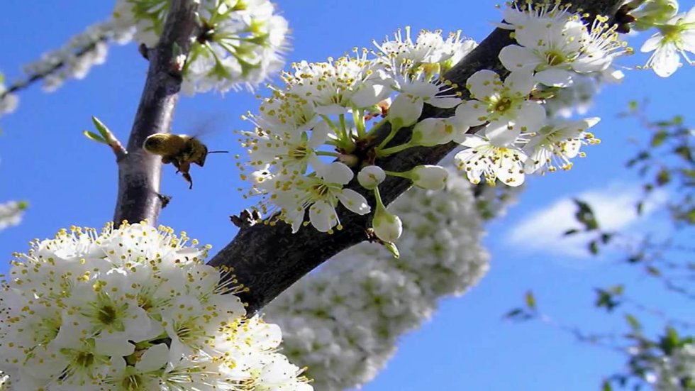 Kad procvatu jabuke....