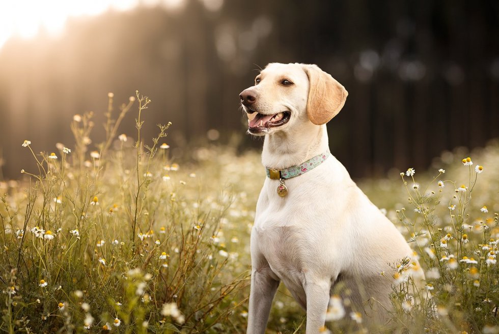 Labrador retriever - kralj svih retrivera