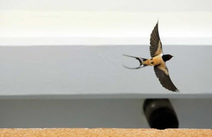 Zbog lošeg vremena velik broj lastavica nesposoban za seobu