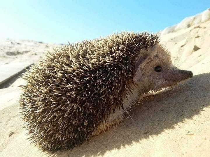 Molitva ježa