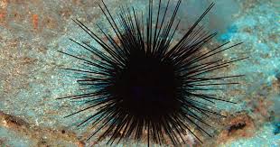 STIHOKLEPEC-DOTEPENEC