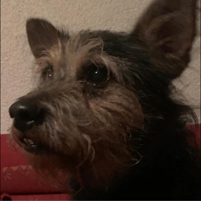 [Dlakavi prijatelji] Malena preslatka pasica traži Forever home ♥ Zna...