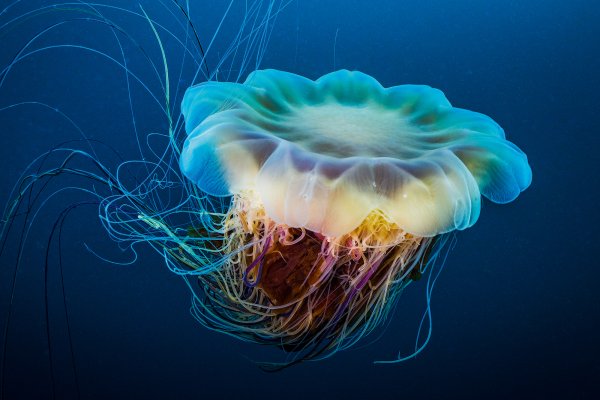 Mega Meduza ili  najveća živuća meduza