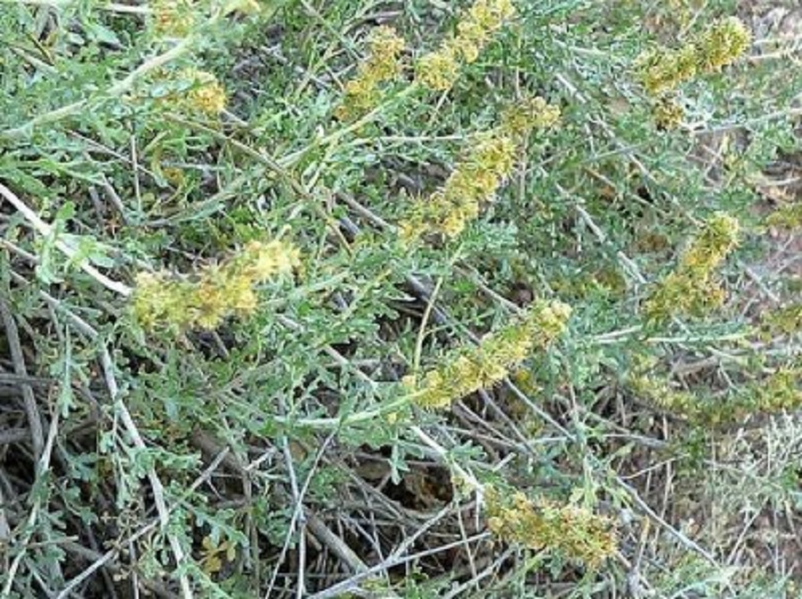 Međimurski inovator pronašao serum protiv ambrozije