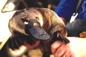 Čudnovati kljunaš doista je čudnovat, što potvrđuje i njegov genom