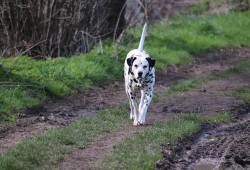 Dalmatinerica koju nitko ne želi Plava šapa