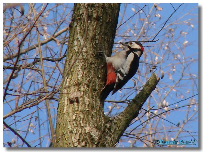 ČUDESNI DJETLIĆ-(savršena božja kreacija)