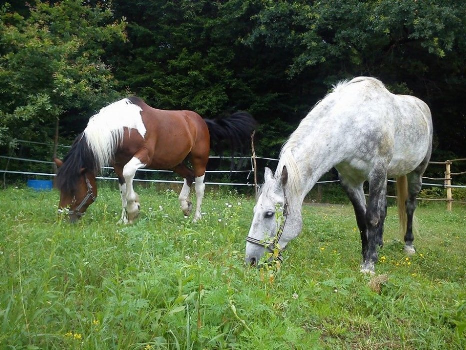 Dobar start ili u potrazi za Sanchom Pansom