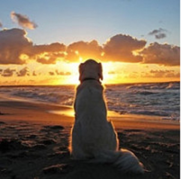 IMAJU LI I ŽIVOTINJE DUHOVNA ISKUSTVA? DA